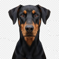 Doberman