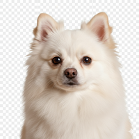 Pomeranian